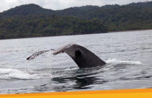 Walvissen spotten in Colombia